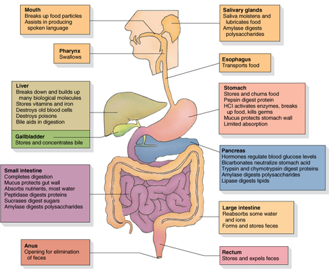 American Educational Microslide Human Digestive System Lesson Plan Set Spanish Text